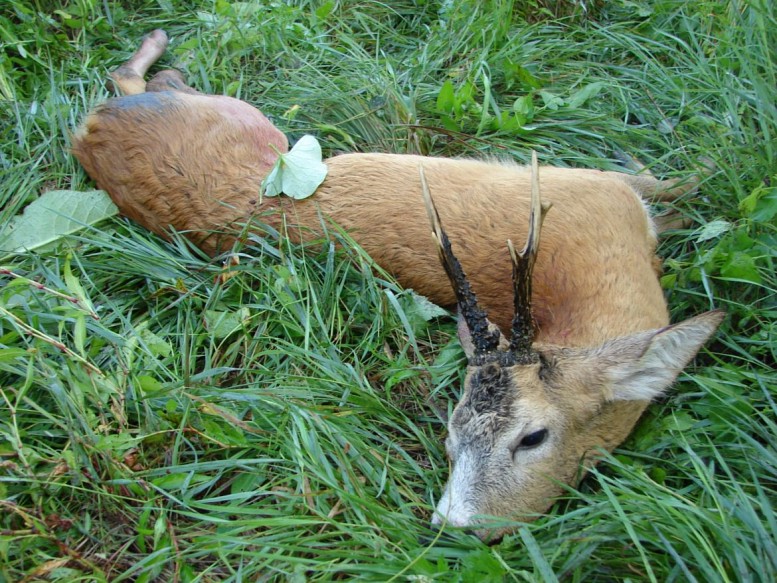 Őzbak vadászat Cigánd